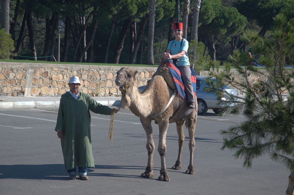 Petra auf dem Kamel