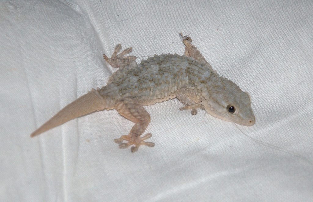 Mauergecko (Tarentola mauritanica)