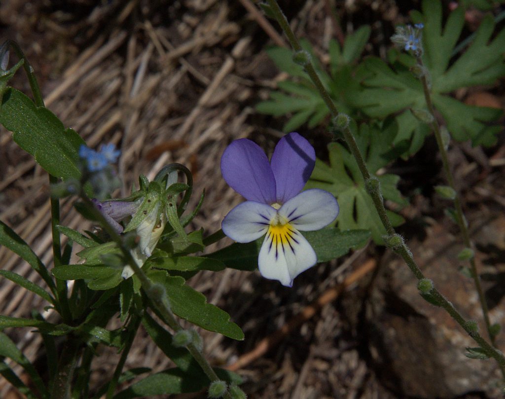 Gewöhnliches Stiefmütterchen (Viola tricolor)