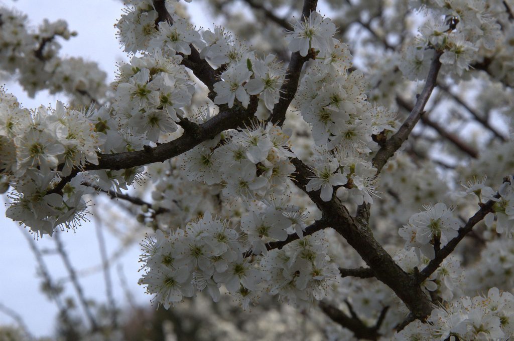 Kirschpflaume (Prunus cerasifera)