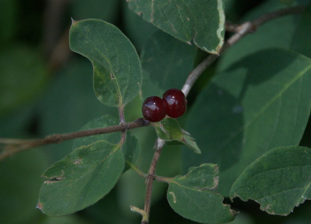 Rote Heckenkirsche (Lonicera xylosteum)