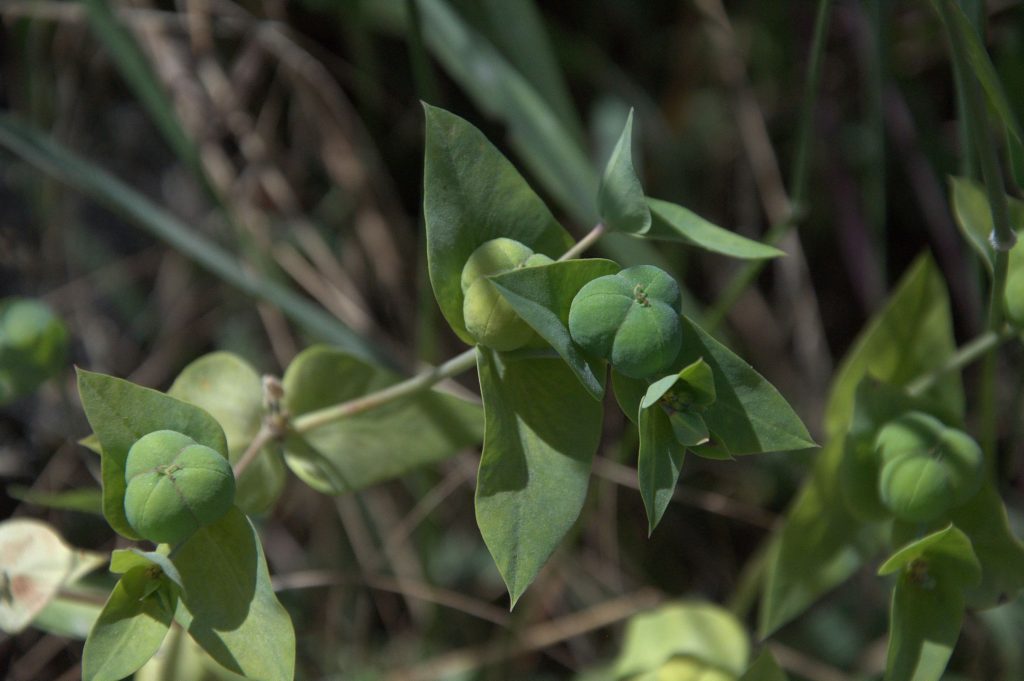 Kreuzblättrige Wolfsmilch (Euphorbia lathyrus)