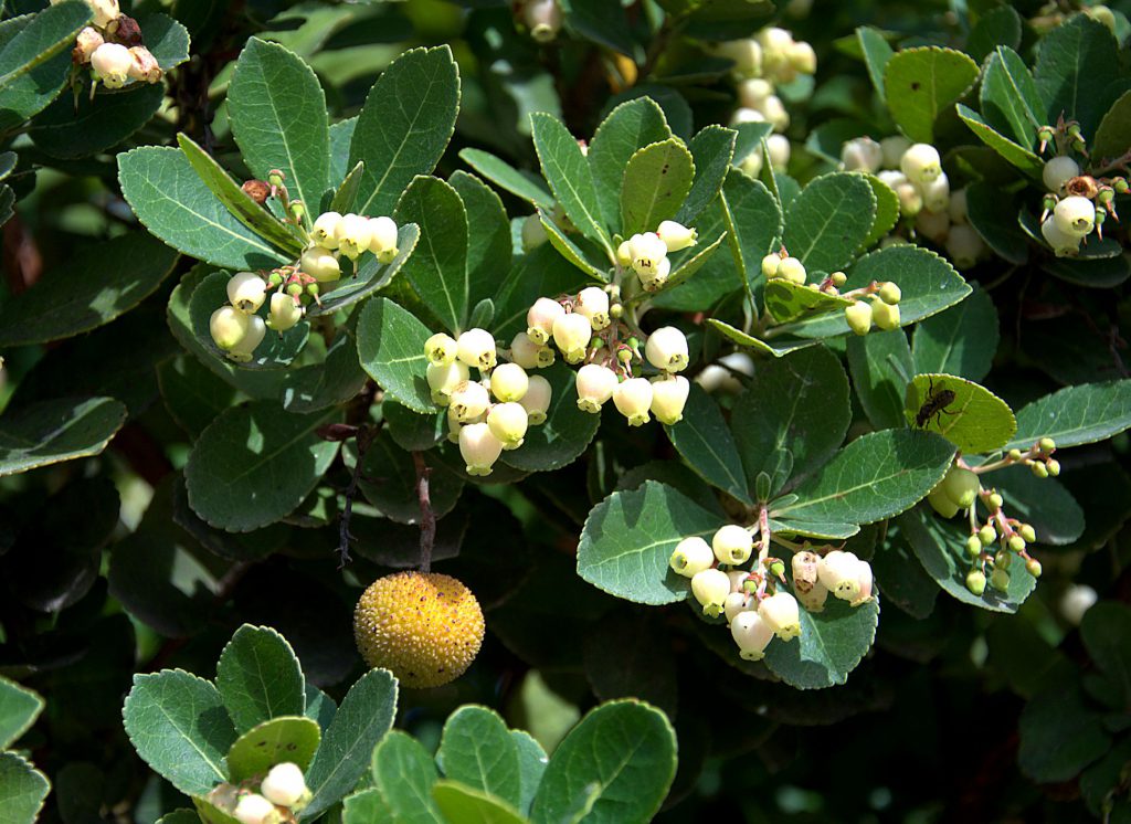DSC_1466_Westlicher Erdbeerbaum (Arbutus unedo) -1