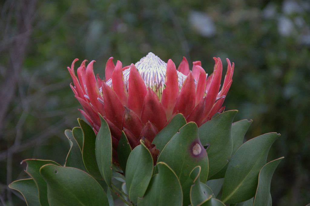 Königsprotea (Protea cynaroides