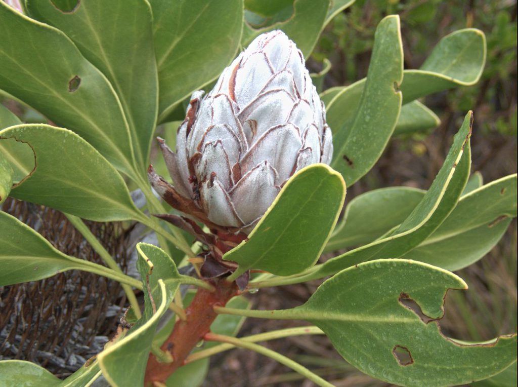 Wilde Königsprotea (Protea cynaroides)