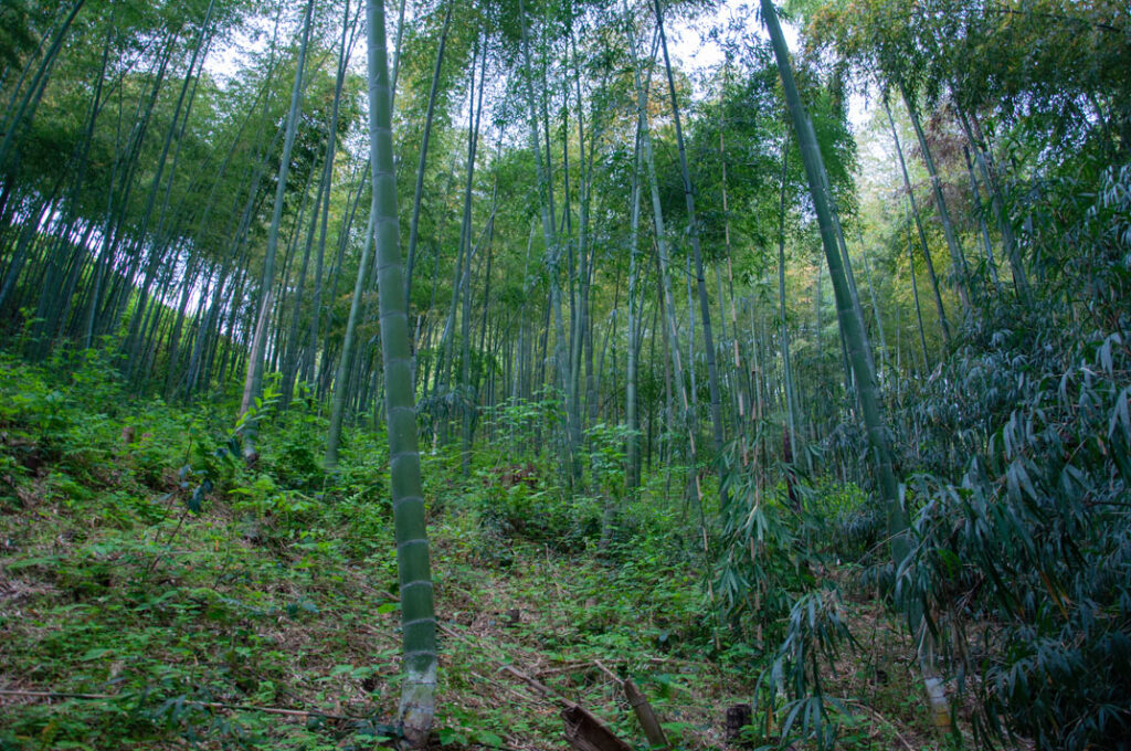Moso Bambus (Phyllostachys edulis)