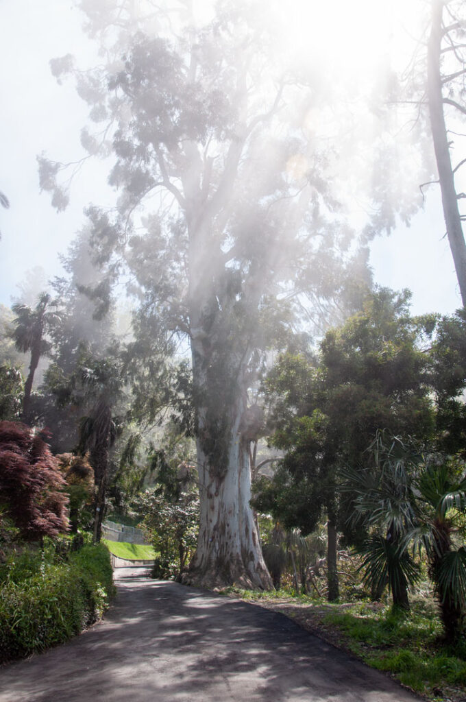 Eukalyptusbaum (Eucalyptus viminalis)