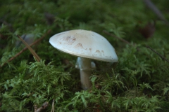 Gelber Knollenblätterpilz (Amanita citrina)