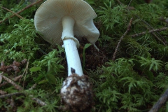 Gelber Knollenblätterpilz (Amanita citrina)