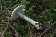 Gelber Knollenblätterpilz (Amanita citrina)