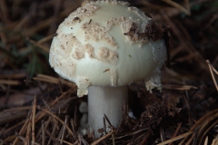 Gelber Knollenblätterpilz (Amanita citrina)