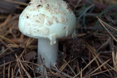 Gelber Knollenblätterpilz (Amanita citrina)
