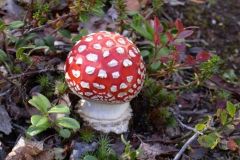 Fliegenpilz (Amanita muscaria)