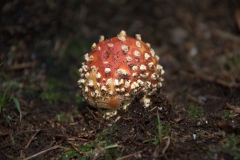 Fliegenpilz (Amanita muscaria)