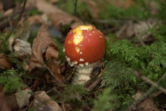 Fliegenpilz (Amanita muscaria)