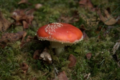 Fliegenpilz (Amanita muscaria)
