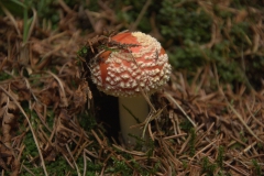 Fliegenpilz (Amanita muscaria)