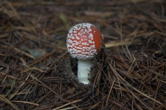Fliegenpilz (Amanita muscaria)