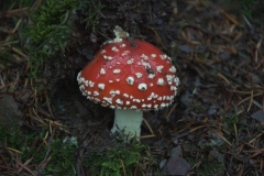 Fliegenpilz (Amanita muscaria)