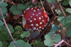 Fliegenpilz (Amanita muscaria)