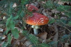 Fliegenpilz (Amanita muscaria)