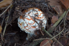 Fliegenpilz (Amanita muscaria)