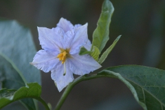 Argentinischer Nachtschatten (Solanum bonariense)