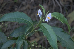 Argentinischer Nachtschatten (Solanum bonariense)