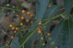 Argentinischer Nachtschatten (Solanum bonariense)