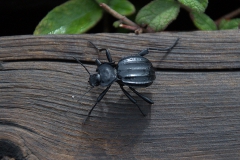 Akis granulifera