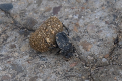 Scarabaeus cicatricosus