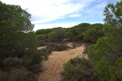 Sanddünen Matalascanas