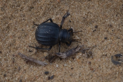 Pimelia modesta