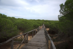 Sanddünen Matalascanas