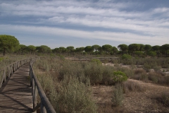 Naturschutzgebiet El Acebuche