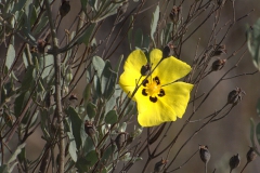 Halimium halimifolium