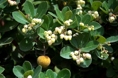 Westlicher Erdbeerbaum (Arbutus unedo)
