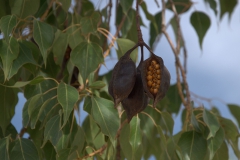 Kurrajong-Flaschenbaum (Brachychiton populneus)