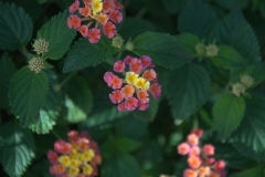 Lantana (Lantana camara)