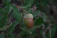 Kork-Eiche (Quercus suber)