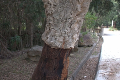 Kork-Eiche (Quercus suber)