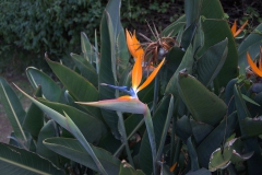 Paradiesvogelblume (Strelitzia reginae)