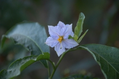 Argentinischer Nachtschatten (Solanum bonariense)