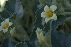 Spritzgurke (Ecballium elaterium)