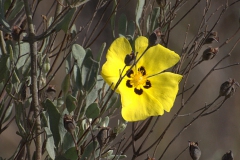 Halimium halimifolium
