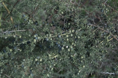Juniperus indet.