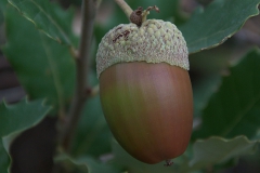 Kork-Eiche (Quercus suber)