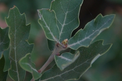 Kork-Eiche (Quercus suber)