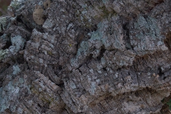 Kork-Eiche (Quercus suber)