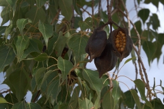 Kurrajong-Flaschenbaum (Brachychiton populneus)